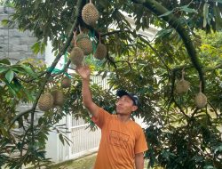 Menikmati Sensasi Petik Durian Musang King Langsung di Kebun Premium Wonosalam