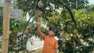 Menikmati Sensasi Petik Durian Musang King Langsung di Kebun Premium Wonosalam