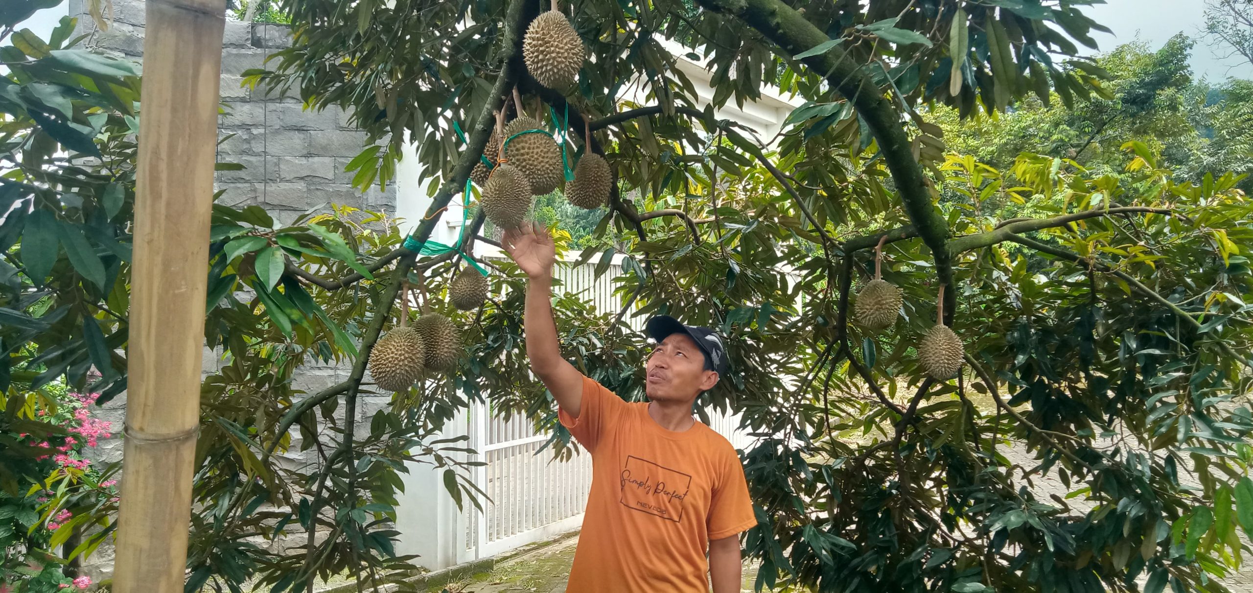 Menikmati Sensasi Petik Durian Musang King Langsung di Kebun Premium Wonosalam