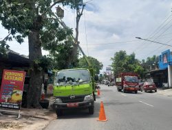 DLHKP Kota Kediri Lakukan Pemangkasan Pohon Besar di Jalan Mauni demi Keselamatan Warga