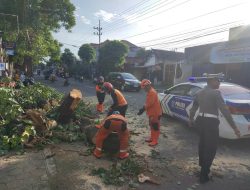 Angin Kencang Patahkan Dahan Pohon di Jalan Urip Sumoharjo, BPBD Kediri Lakukan Penanganan Cepat