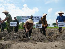 Pemkab Jombang Bersama Kodim 0814 Tanam Tebu Perdana, Perkuat Target Swasembada Gula 2028