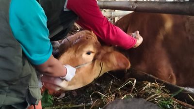 Puluhan Sapi Terpapar PMK di Blitar, Kecamatan Nglegok Catat Kasus Terbanyak