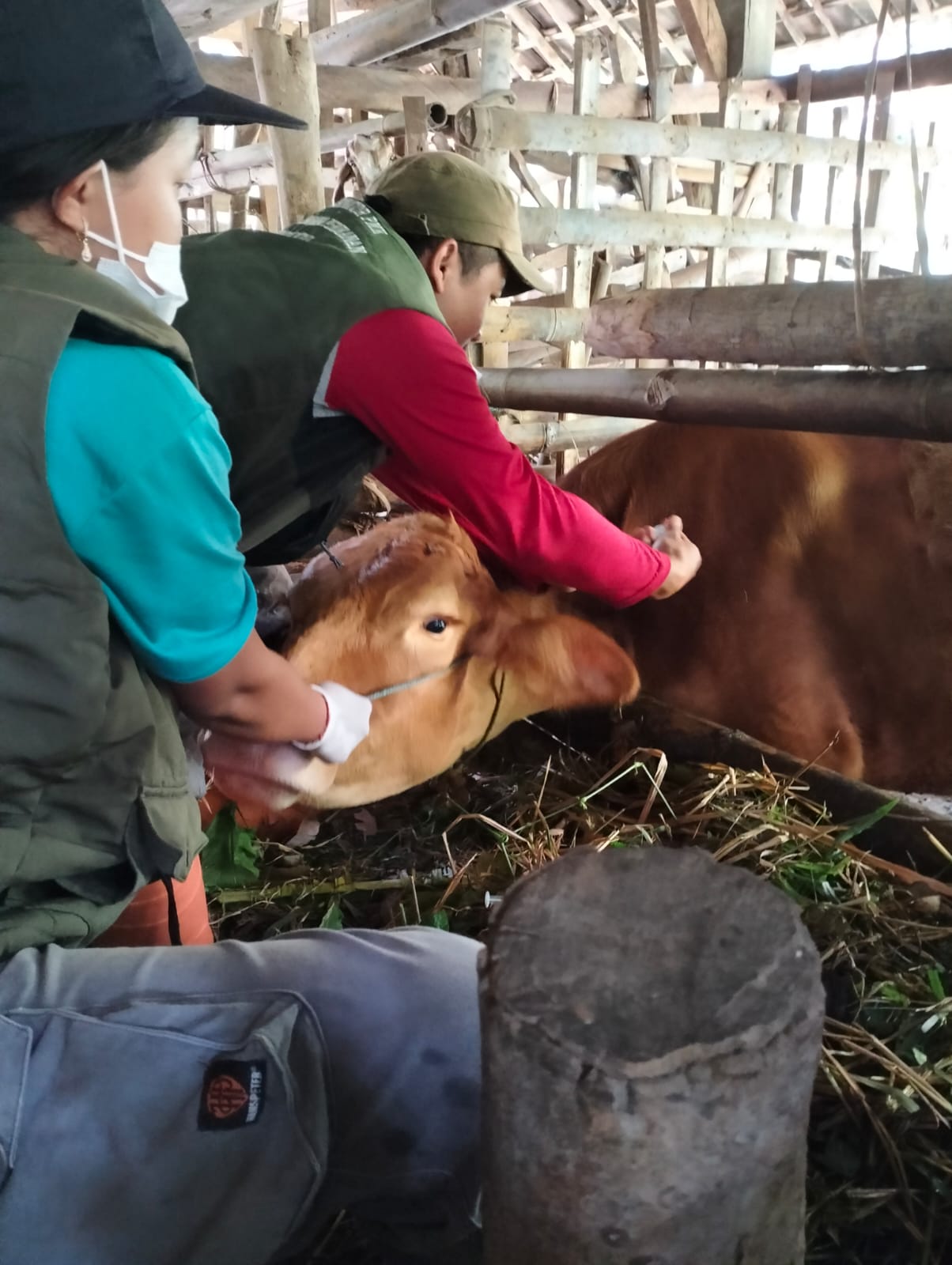 Puluhan Sapi Terpapar PMK di Blitar, Kecamatan Nglegok Catat Kasus Terbanyak