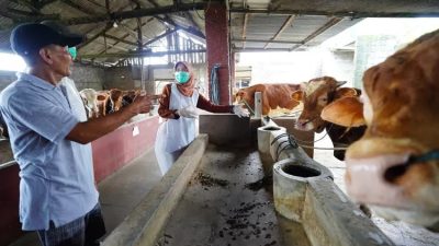 Musim Penghujan, DKPP Imbau Peternak Perketat Kebersihan Kandang