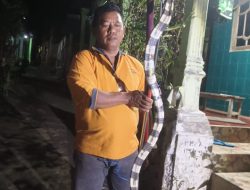 Ular Weling 2,5 Meter Tertangkap Saat Melilit Piton di Kandang Ayam Warga Kalipang