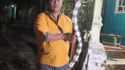 Ular Weling 2,5 Meter Tertangkap Saat Melilit Piton di Kandang Ayam Warga Kalipang