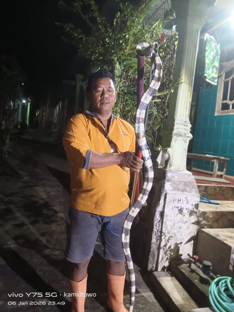 Ular Weling 2,5 Meter Tertangkap Saat Melilit Piton di Kandang Ayam Warga Kalipang