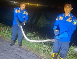 Damkar Evakuasi Ular Piton dari Sungai Dekat Permukiman Warga