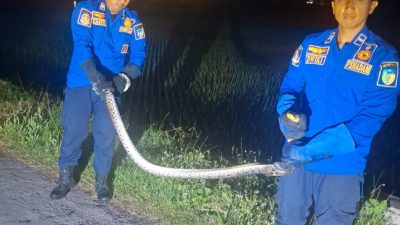 Damkar Evakuasi Ular Piton dari Sungai Dekat Permukiman Warga