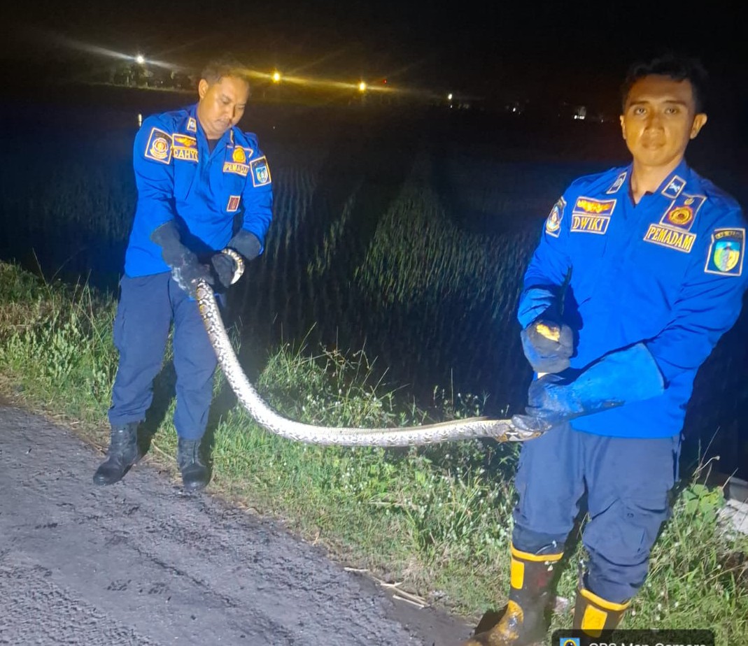 Damkar Evakuasi Ular Piton dari Sungai Dekat Permukiman Warga