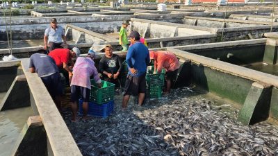 Cuaca Ekstrem Awal Tahun, Pembudidaya Ikan di Kediri Diminta Waspadai Kualitas Kolam