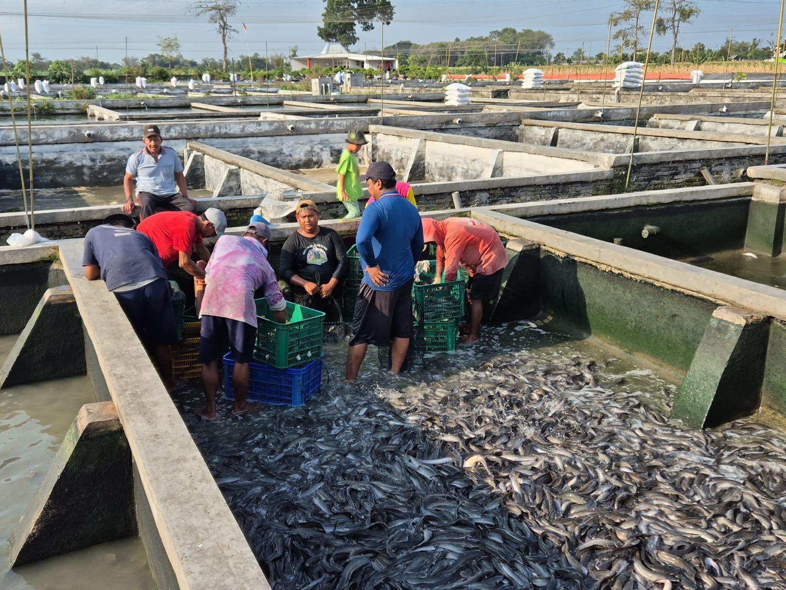 Cuaca Ekstrem Awal Tahun, Pembudidaya Ikan di Kediri Diminta Waspadai Kualitas Kolam