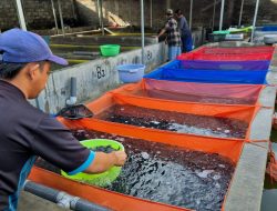 Produksi Ikan Hias Kabupaten Kediri 2025 Tembus Rp960,4 Miliar