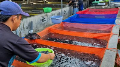 Produksi Ikan Hias Kabupaten Kediri 2025 Tembus Rp960,4 Miliar