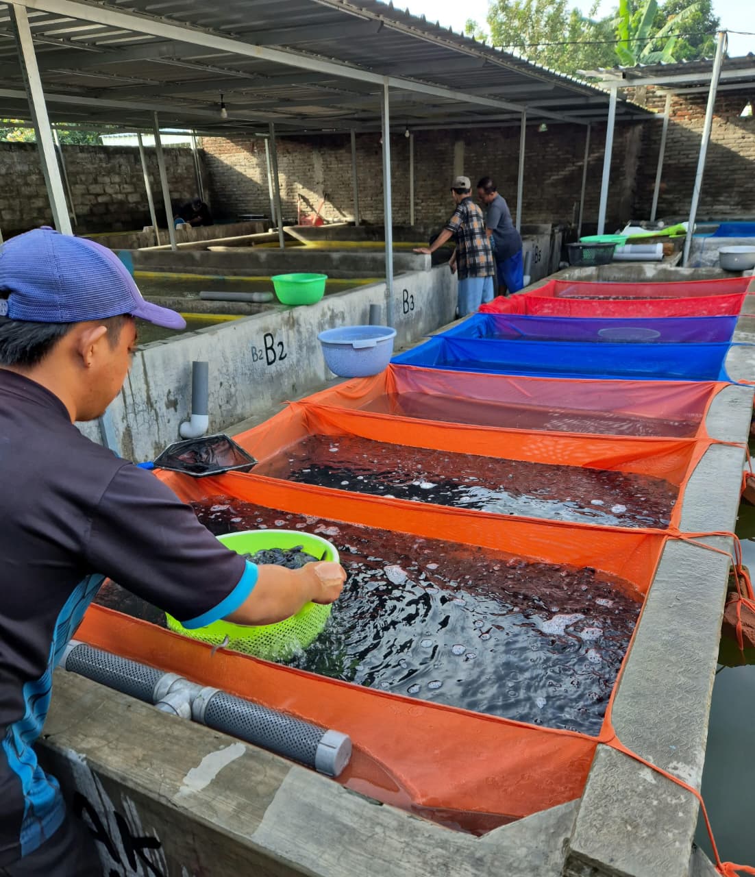 Produksi Ikan Hias Kabupaten Kediri 2025 Tembus Rp960,4 Miliar