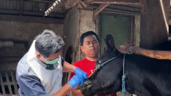 Kasus PMK dan LSD di Kediri Melandai, 91 Ekor Sapi Dinyatakan Sembuh
