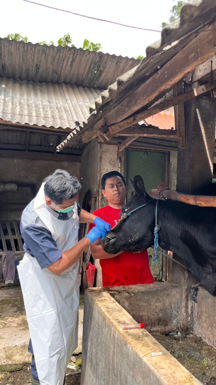 Kasus PMK dan LSD di Kediri Melandai, 91 Ekor Sapi Dinyatakan Sembuh