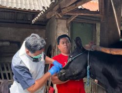 Kasus PMK Bertambah, 53 Sapi di Kabupaten Kediri Terpapar dan Satu Dilaporkan Mati