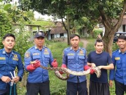 Petugas Evakuasi Ular Piton dari Pekarangan Rumah Warga