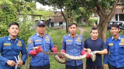 Petugas Evakuasi Ular Piton dari Pekarangan Rumah Warga
