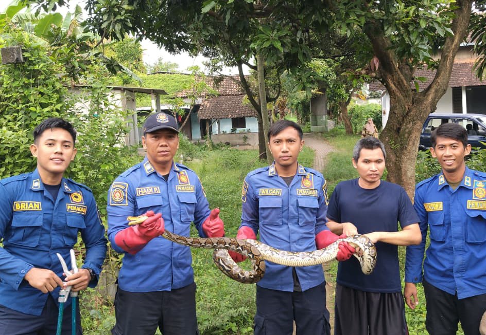 Petugas Evakuasi Ular Piton dari Pekarangan Rumah Warga