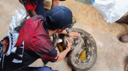 Ular Piton Tiga Meter Ditemukan Bersembunyi di Kandang Warga Nganjuk