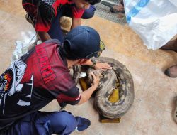 Ular Piton Tiga Meter Ditemukan Bersembunyi di Kandang Warga Nganjuk