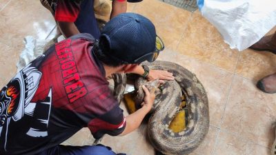 Ular Piton Tiga Meter Ditemukan Bersembunyi di Kandang Warga Nganjuk