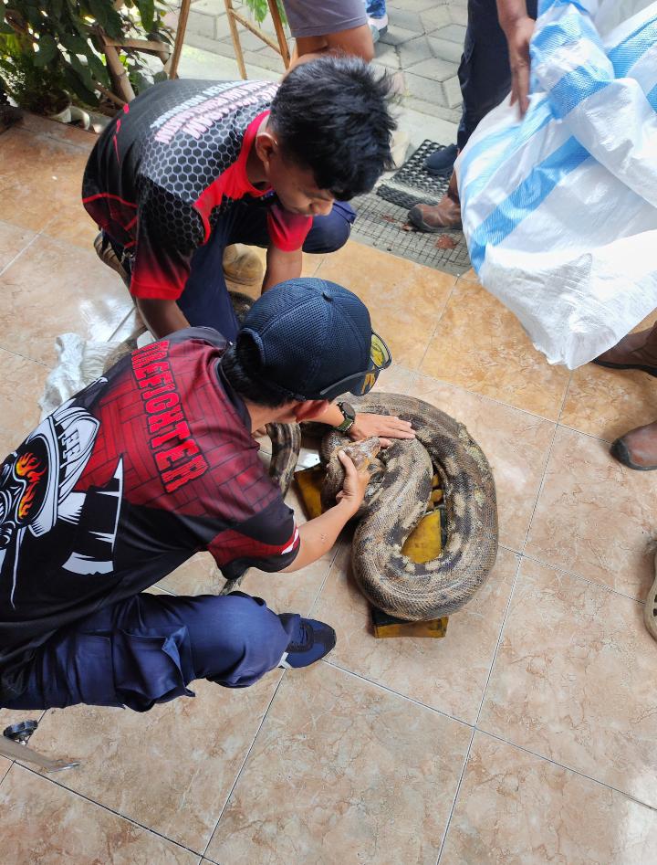 Ular Piton Tiga Meter Ditemukan Bersembunyi di Kandang Warga Nganjuk