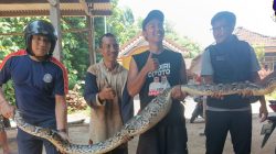 Ular Piton 4 Meter Masuk Kandang Ayam Warga Banyakan, Damkar Turun Tangan