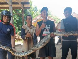 Ular Piton 4 Meter Masuk Kandang Ayam Warga Banyakan, Damkar Turun Tangan