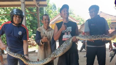Ular Piton 4 Meter Masuk Kandang Ayam Warga Banyakan, Damkar Turun Tangan