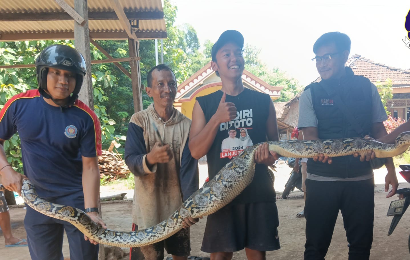 Ular Piton 4 Meter Masuk Kandang Ayam Warga Banyakan, Damkar Turun Tangan