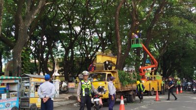 Antisipasi Pohon Tumbang, DLH Ponorogo Lakukan Pemangkasan di Sejumlah Ruas Jalan