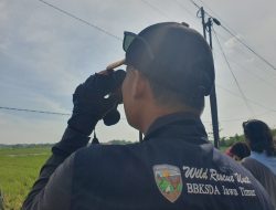 Enam Jenis Burung Migrasi Tercatat di Tulungagung, Terik Asia Paling Dominan