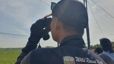 Enam Jenis Burung Migrasi Tercatat di Tulungagung, Terik Asia Paling Dominan