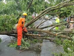 BPBD Kabupaten Kediri Imbau Warga Waspada Pohon Tumbang di Awal 2026