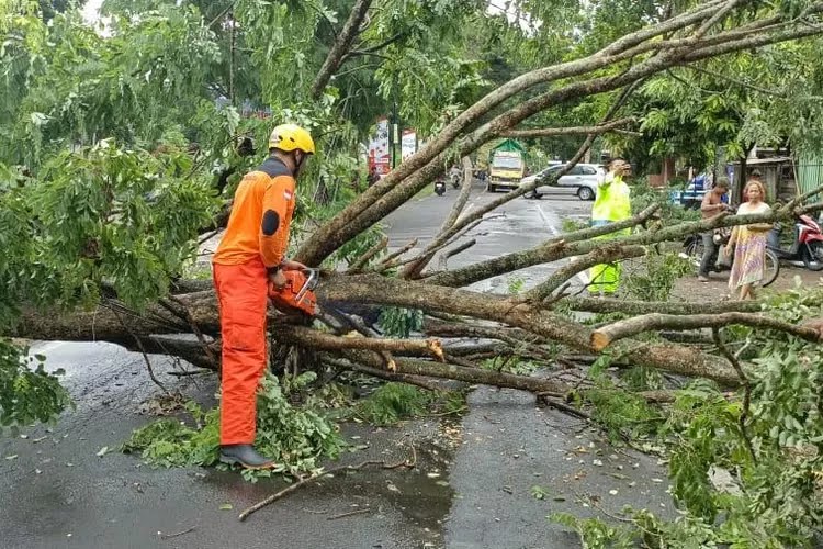 BPBD Kediri Imbau Warga Waspada Pohon Tumbang di Awal 2026