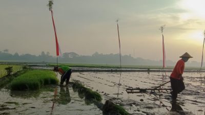 Produksi Beras Tulungagung Surplus Lebih dari 94 Ribu Ton, Stok Aman untuk Kebutuhan Setahun