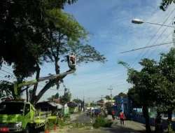DLH Kabupaten Kediri Intensifkan Perantingan Pohon di Awal 2026