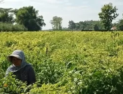 Harga Cabai Rawit Tembus Rp 55 Ribu per Kilogram, Petani Kediri Kembali Tersenyum
