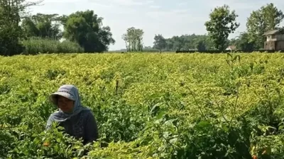 Harga Cabai Rawit Tembus Rp 55 Ribu per Kilogram, Petani Kediri Kembali Tersenyum