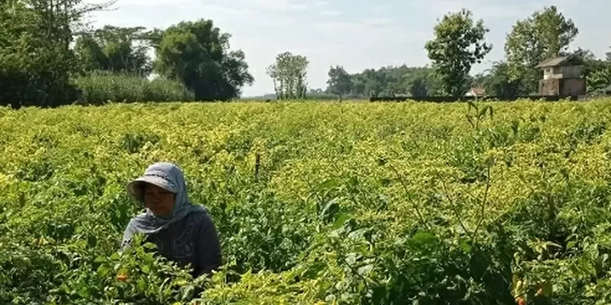 Harga Cabai Rawit Tembus Rp55 Ribu per Kilogram, Petani Kediri Kembali Tersenyum