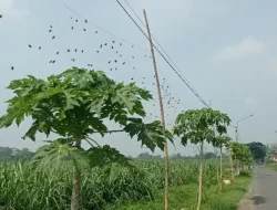 Cuaca Ekstrem Awal Tahun, Petani Kediri Pertahankan Paranet Penghalau Hama Tanaman