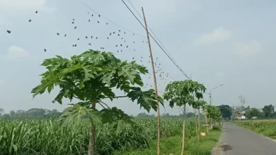 Cuaca Ekstrem Awal Tahun, Petani Kediri Pertahankan Paranet Penghalau Hama Tanaman