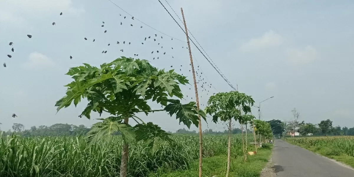 Cuaca Ekstrem Awal Tahun, Petani Kediri Pertahankan Paranet Penghalau Hama Tanaman