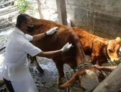 Intensifkan Monitoring dan Pengobatan, DKPP Kediri Percepat Pemulihan Sapi Terpapar PMK