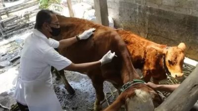 Intensifkan Monitoring dan Pengobatan, DKPP Kediri Percepat Pemulihan Sapi Terpapar PMK