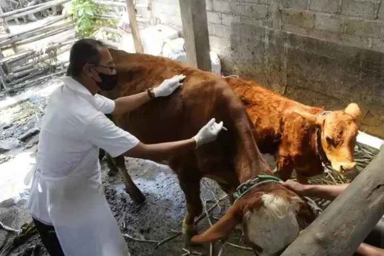 Intensifkan Monitoring dan Pengobatan, DKPP Kediri Percepat Pemulihan Sapi Terpapar PMK